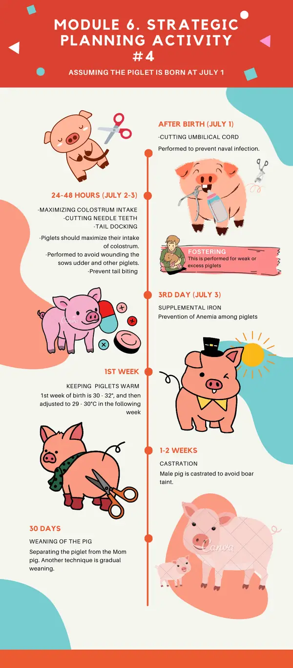 Infographic portfolio piece